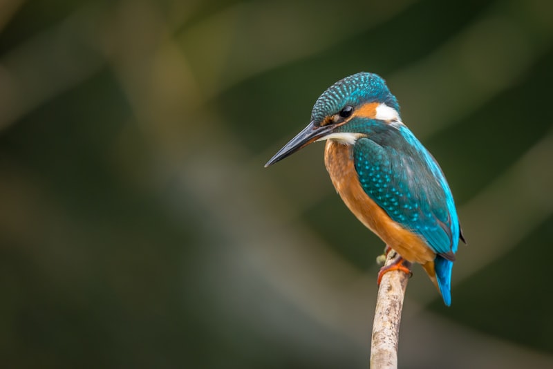 Martin-pêcheur d'Europe perché sur une branche