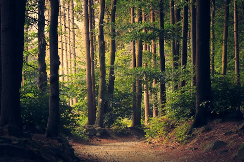 Sentier en sous-bois au bord du Loup